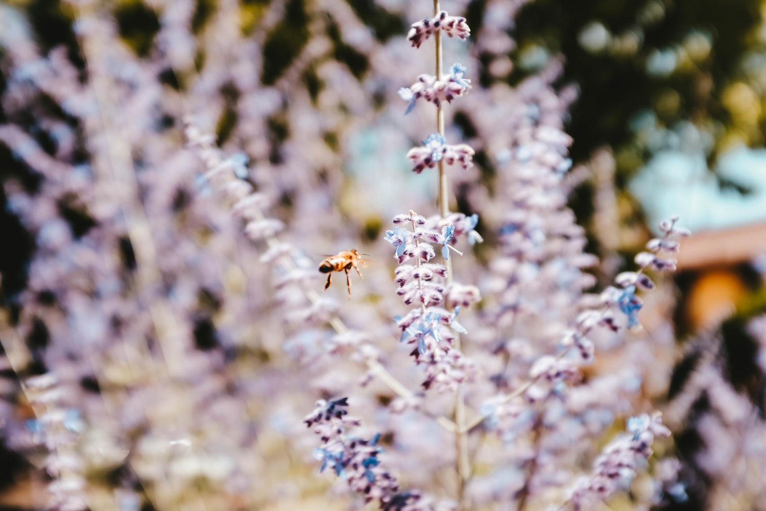 sprig of lavender with a bee flying up against it