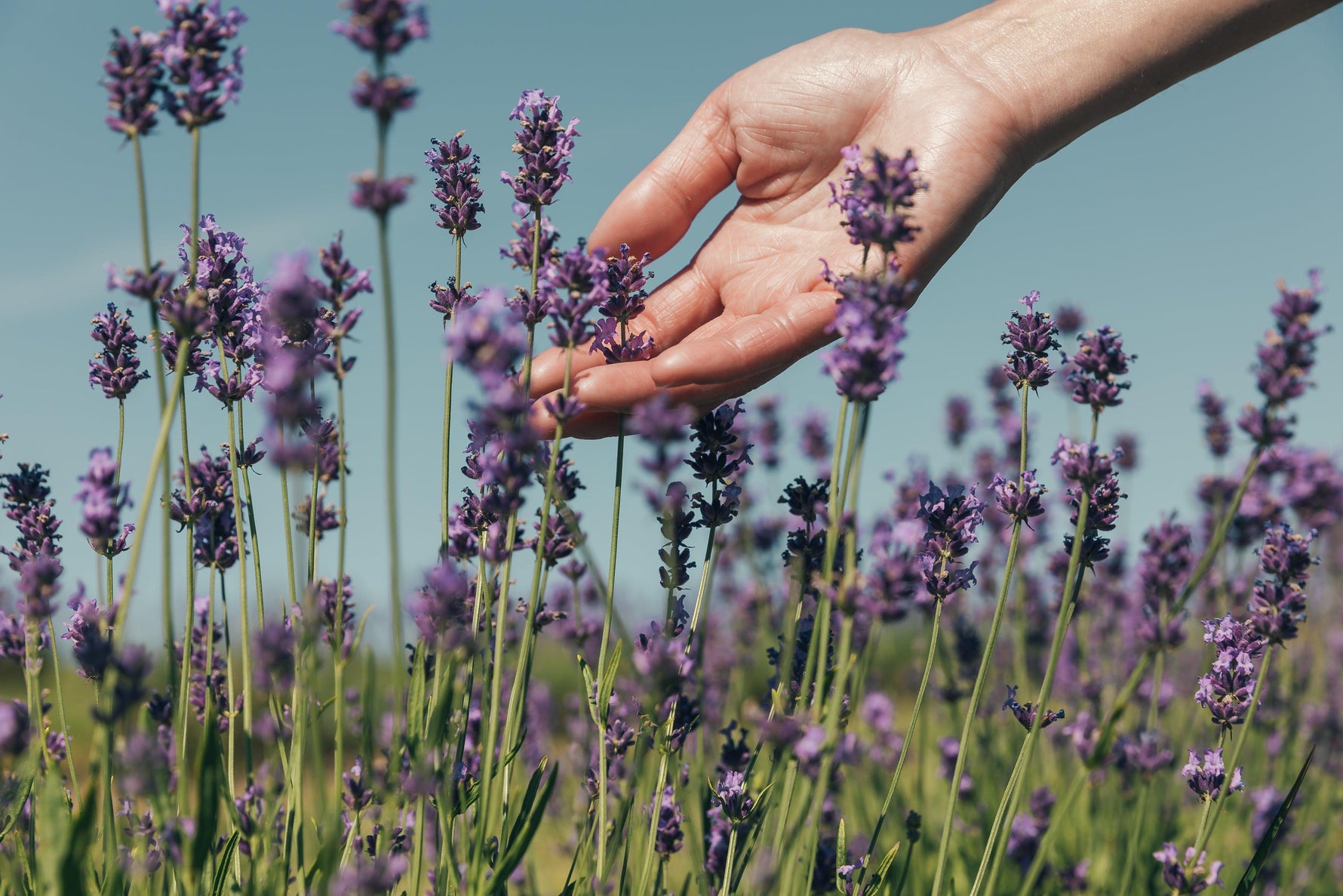 Hand reaching towards lavender flowers against a clear blue sky