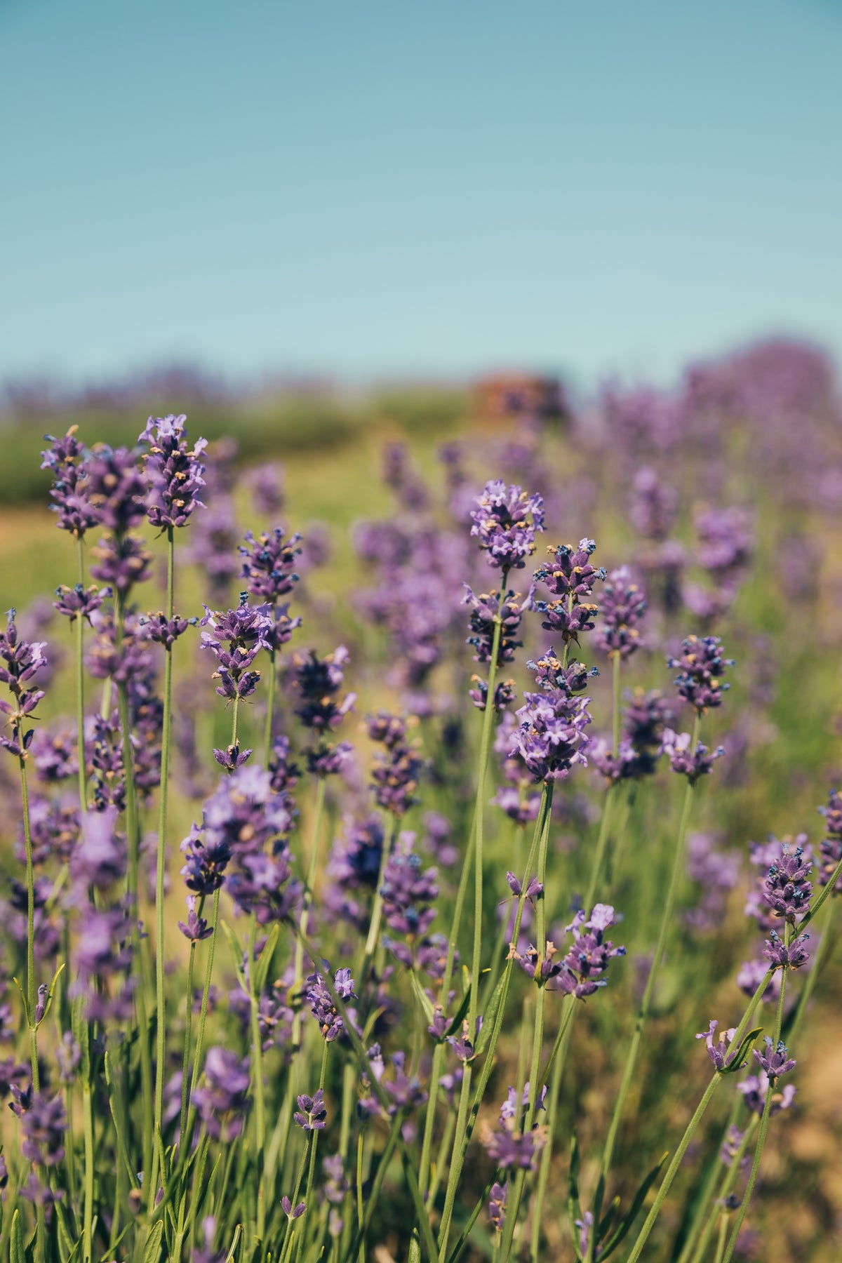 field of lavender against a blue sky